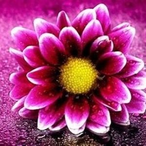 Meet your Posher, Jolene